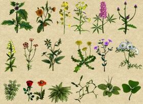 Folk remedies against alcoholism